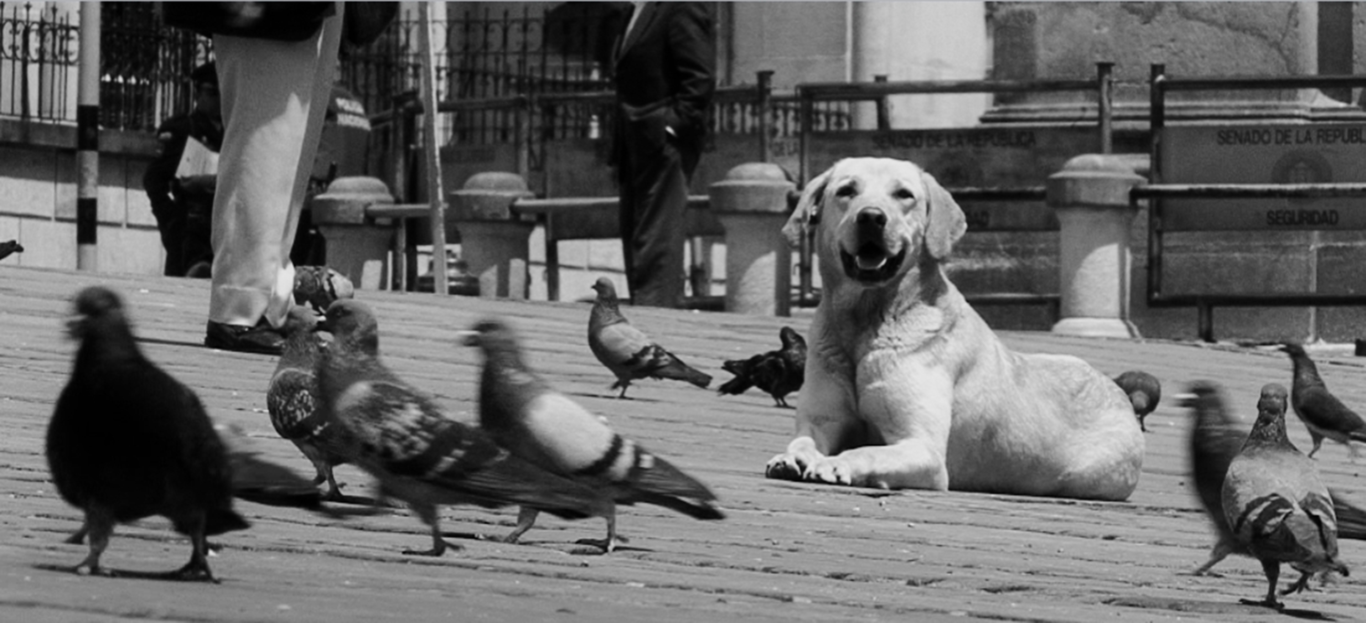 Fidel, a labrador retriever, lies on the ground in a public square between the legs of several people. Black and white picture.