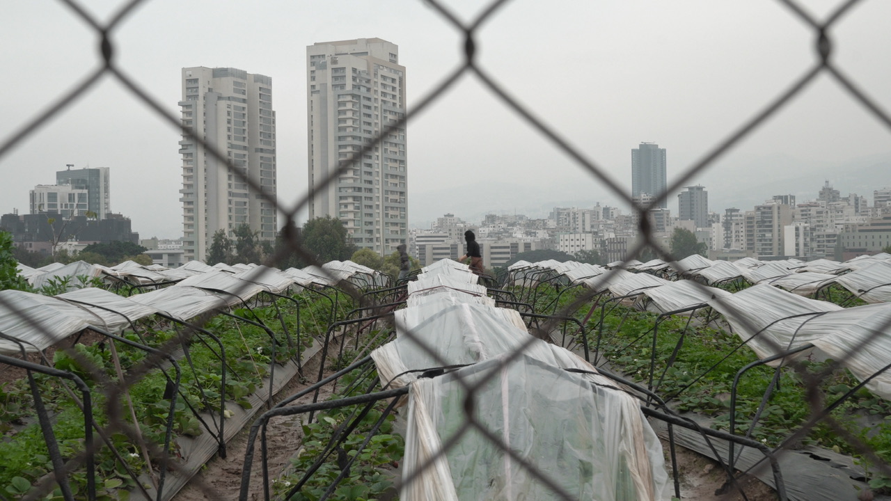 Agricultural land in Beirut
